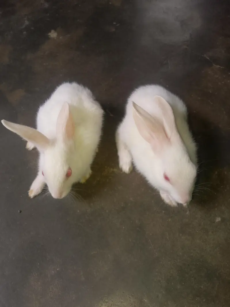 Rabbit for sell. . Whatsapp number 0316/8603495 — photo 2