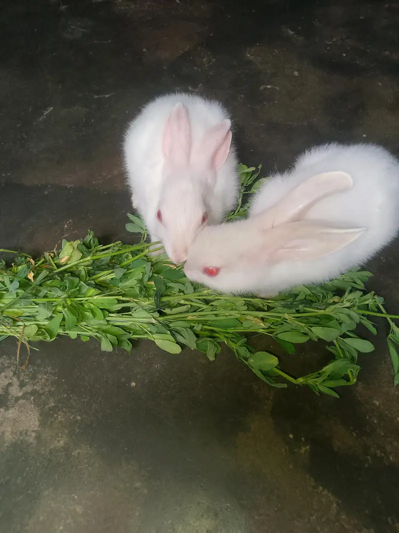 Rabbit for sell. . Whatsapp number 0316/8603495 — photo 3