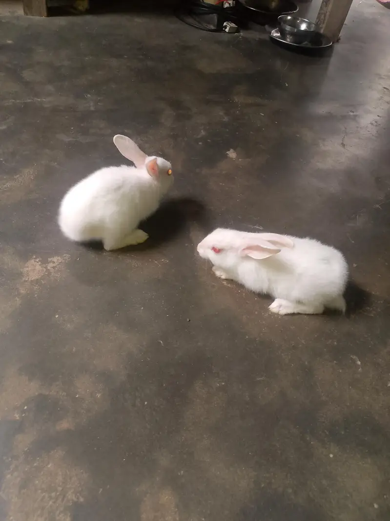 Rabbit for sell. . Whatsapp number 0316/8603495 — photo 4