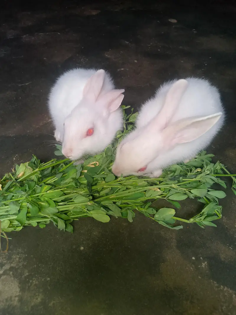 Rabbit for sell. . Whatsapp number 0316/8603495 — photo 6