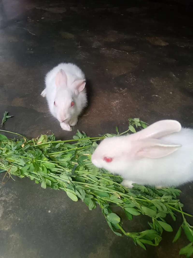Rabbit for sell. . Whatsapp number 0316/8603495 — photo 7