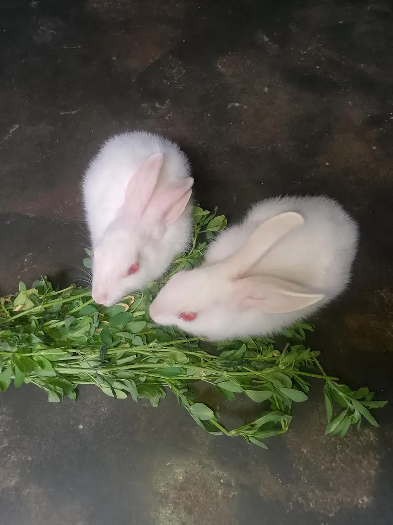Rabbit for sell. . Whatsapp number 0316/8603495 — photo 8
