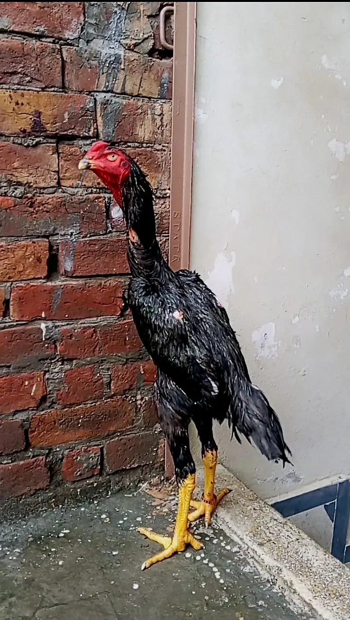 Black OH Shamo female and Black oh shamo male — photo 2