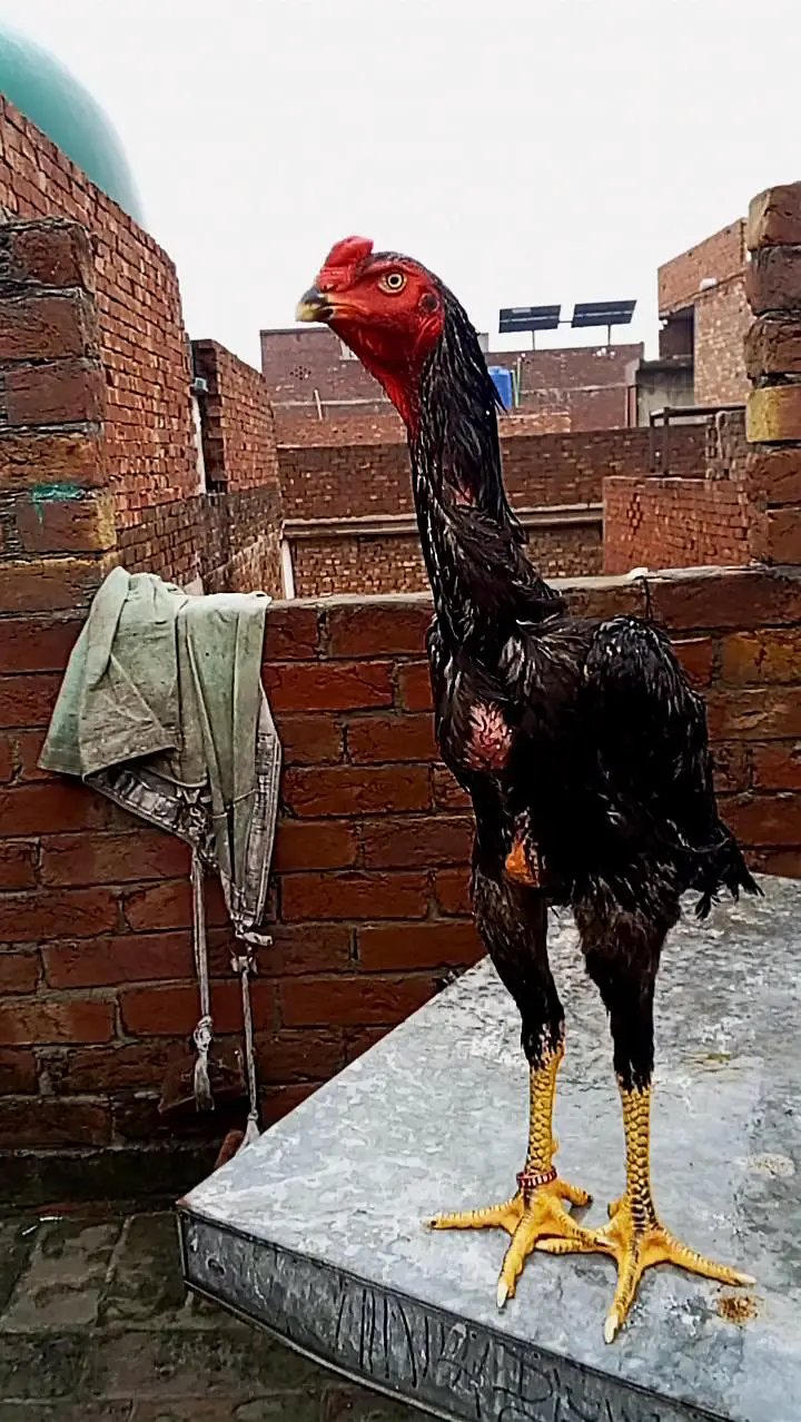 Black OH Shamo female and Black oh shamo male — photo 4