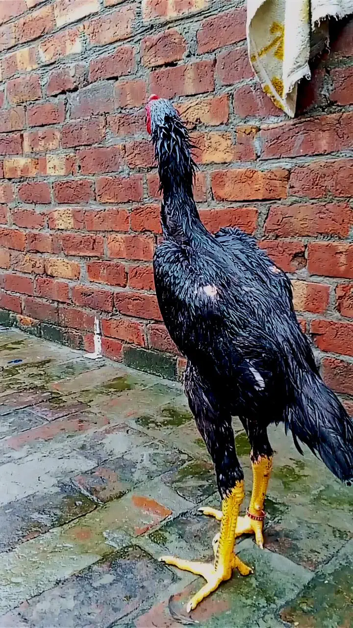 Black OH Shamo female and Black oh shamo male — photo 7