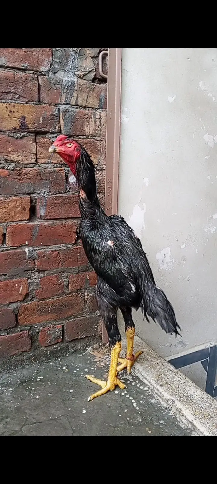 Black OH Shamo female and Black oh shamo male — photo 8