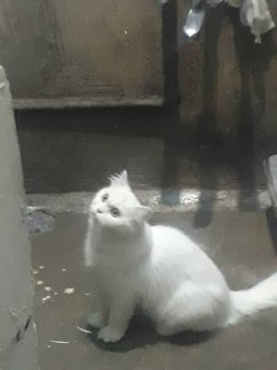 White Persian Cat For Sale Urgent