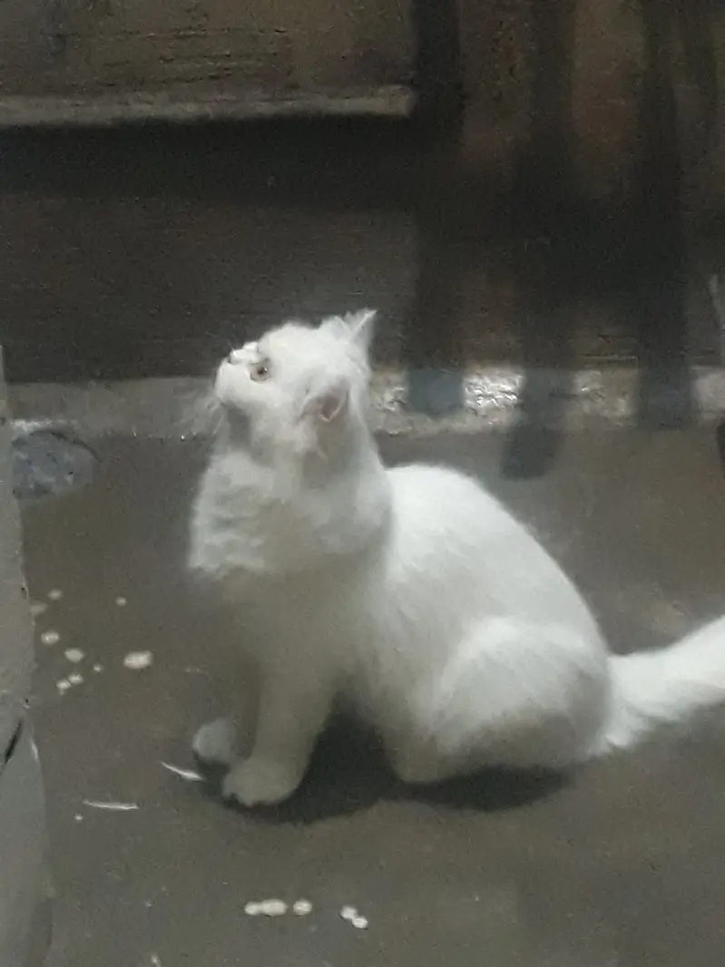 White Persian Cat For Sale Urgent — photo 2
