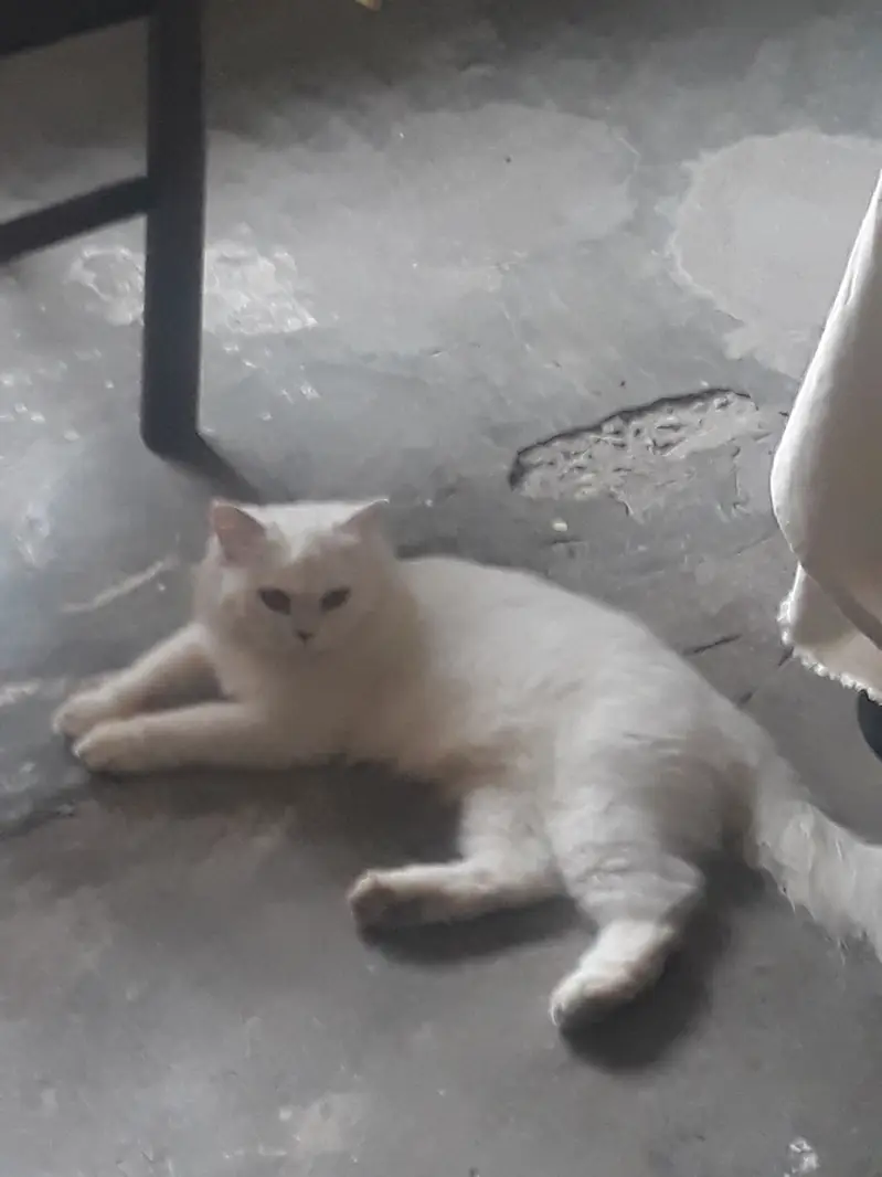 White Persian Cat For Sale Urgent — photo 3