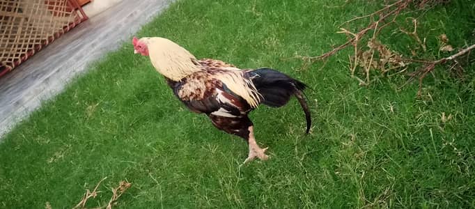 beautiful murga plus murgi hen