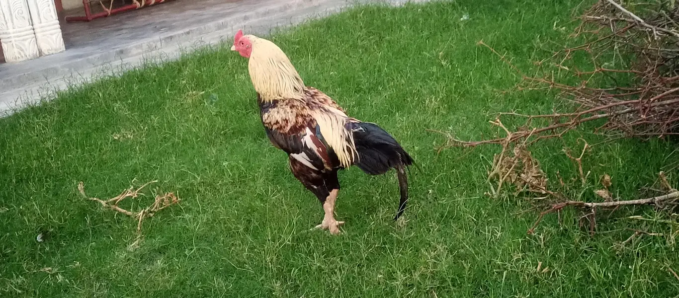 beautiful murga plus murgi hen — photo 2