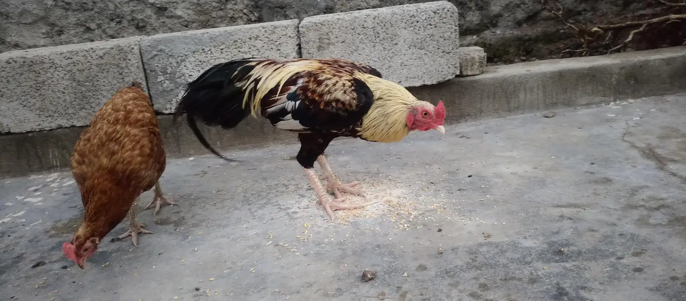 beautiful murga plus murgi hen — photo 3