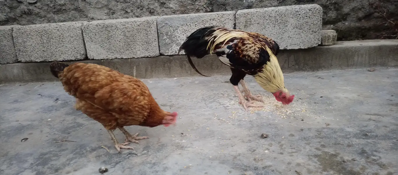 beautiful murga plus murgi hen — photo 4