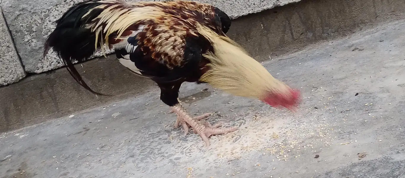 beautiful murga plus murgi hen — photo 5