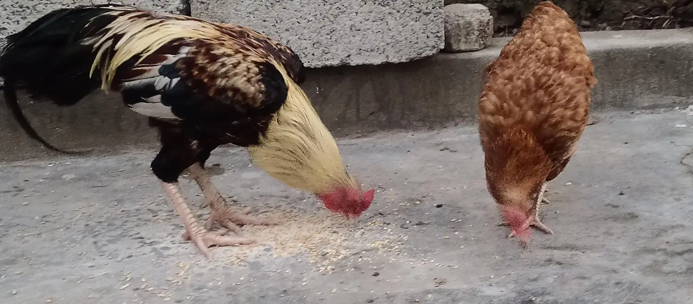 beautiful murga plus murgi hen — photo 6