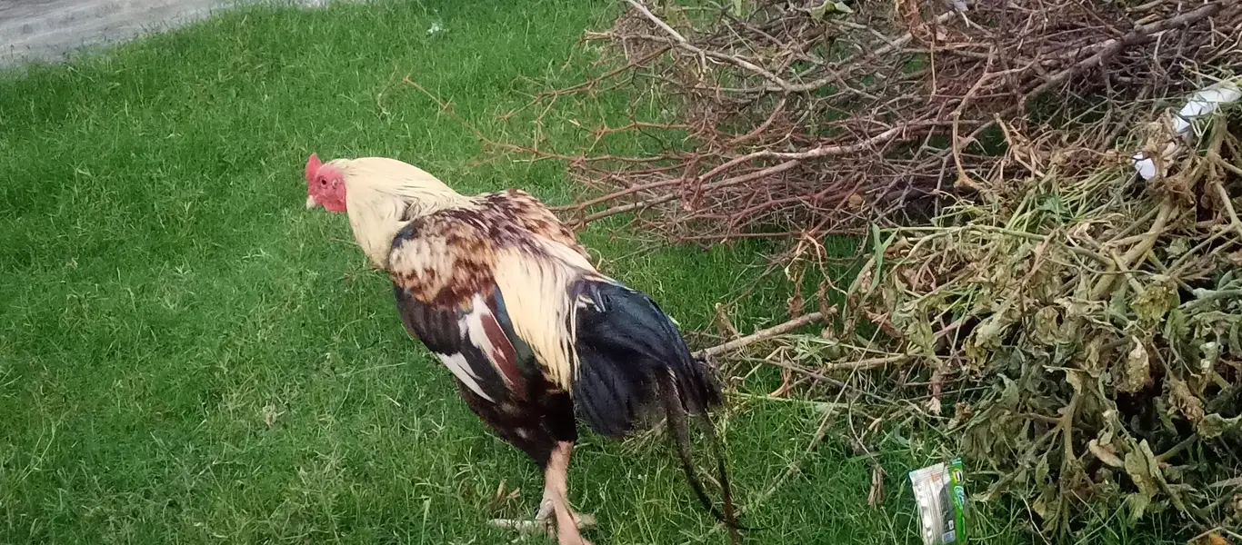 beautiful murga plus murgi hen — photo 7
