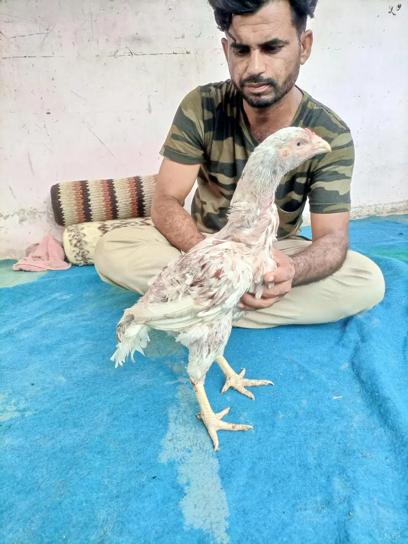 hi quality hen — photo 3