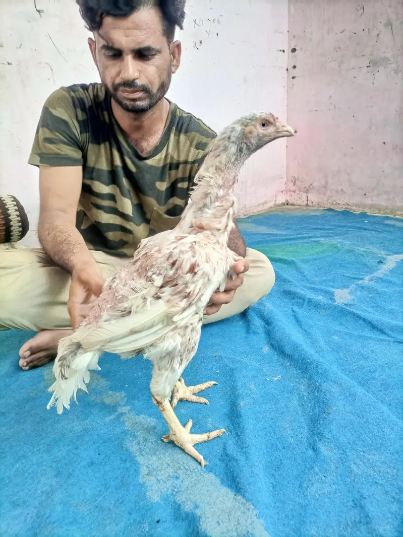 hi quality hen — photo 4