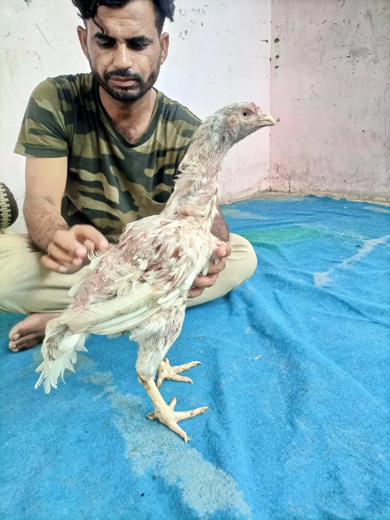 hi quality hen — photo 5