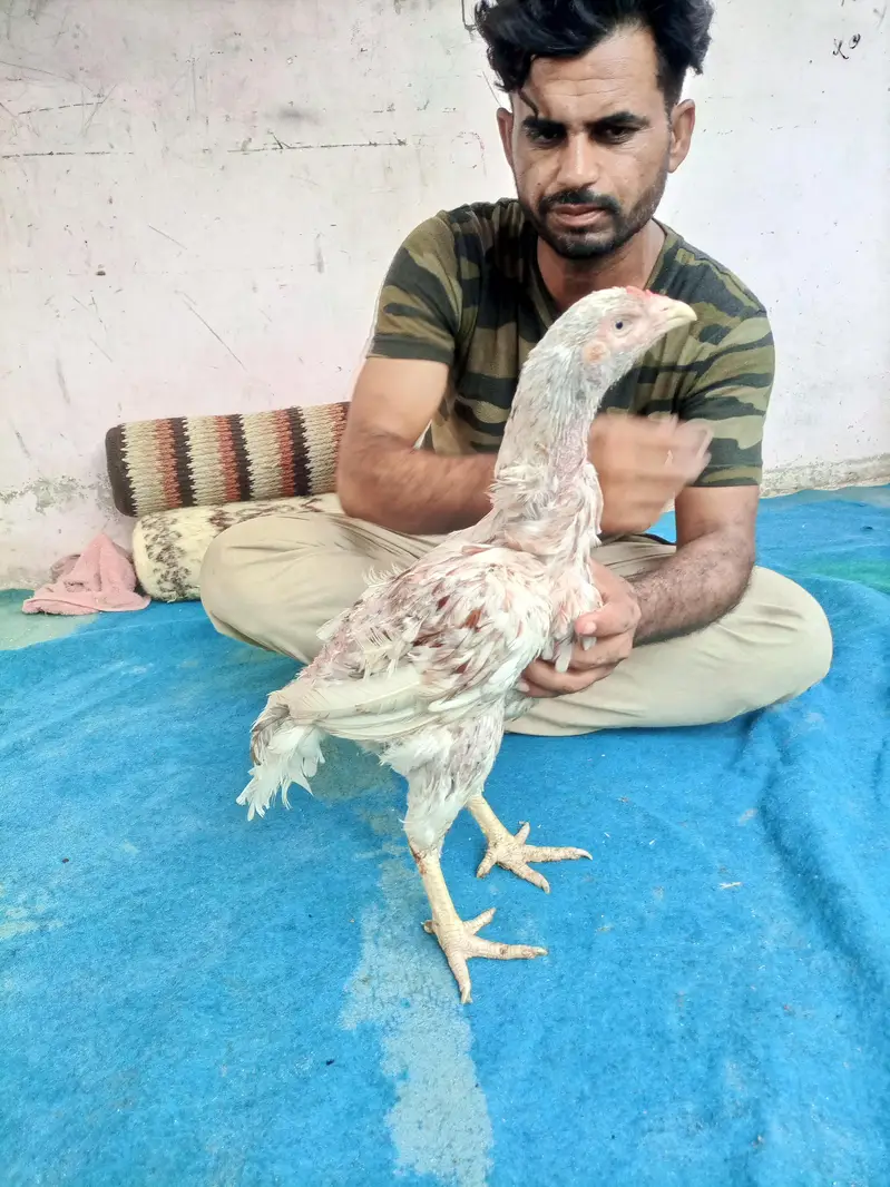 hi quality hen — photo 6