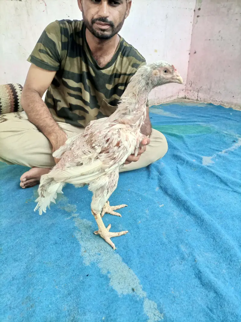 hi quality hen — photo 7