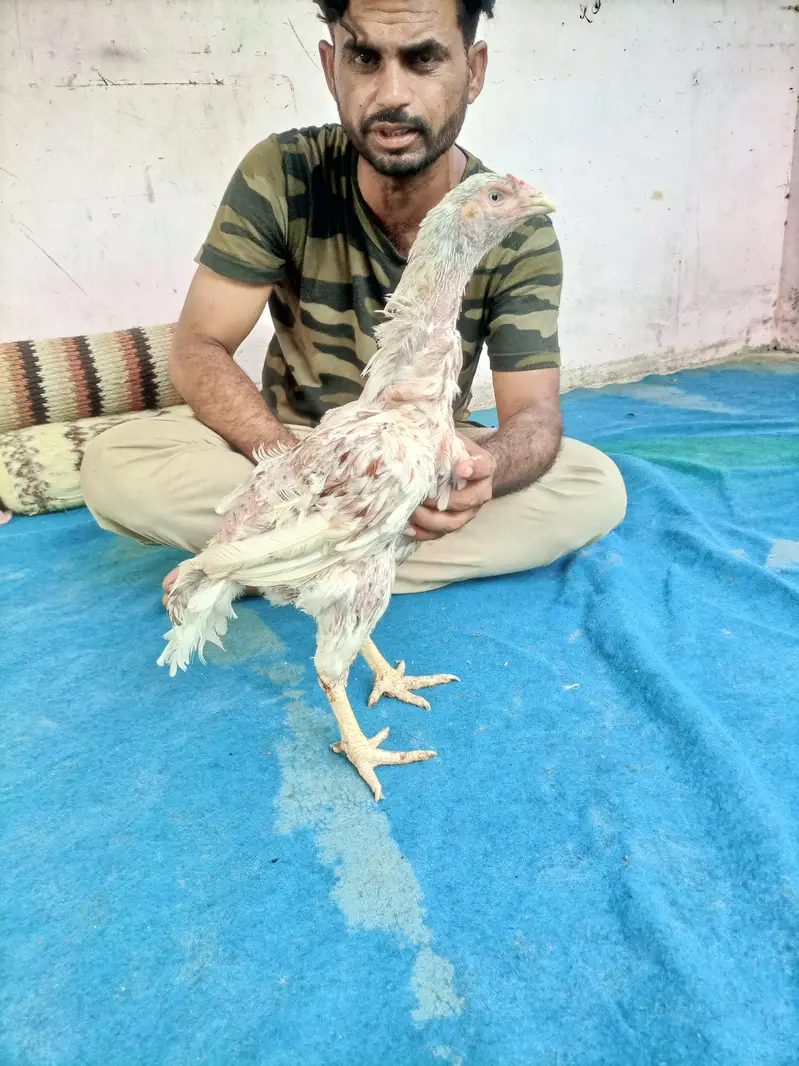 hi quality hen — photo 8