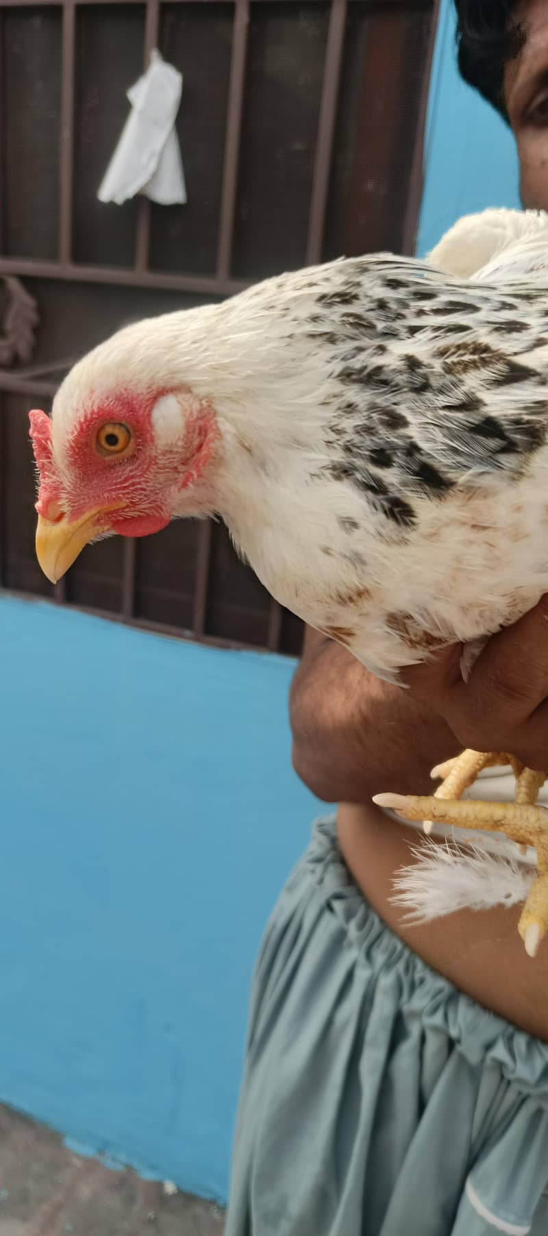 Two Egg Laying Hens . 0