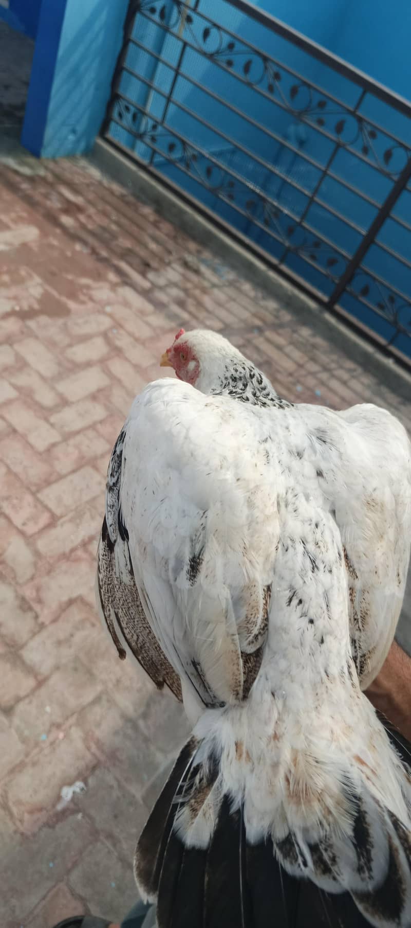 Two Egg Laying Hens . 1
