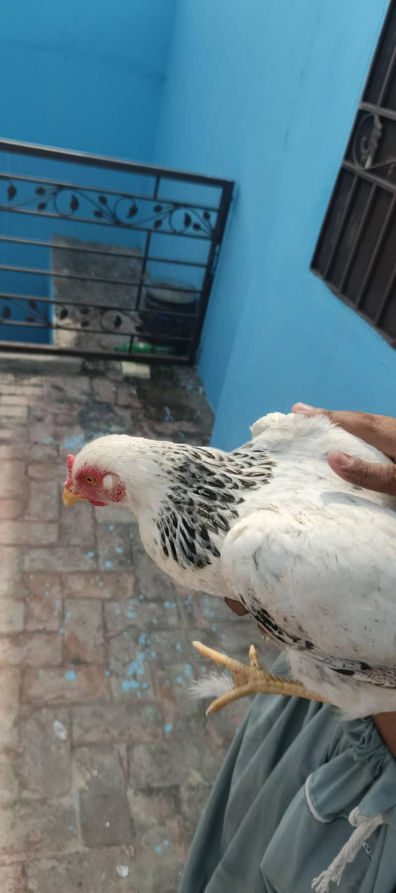 Two Egg Laying Hens . 2