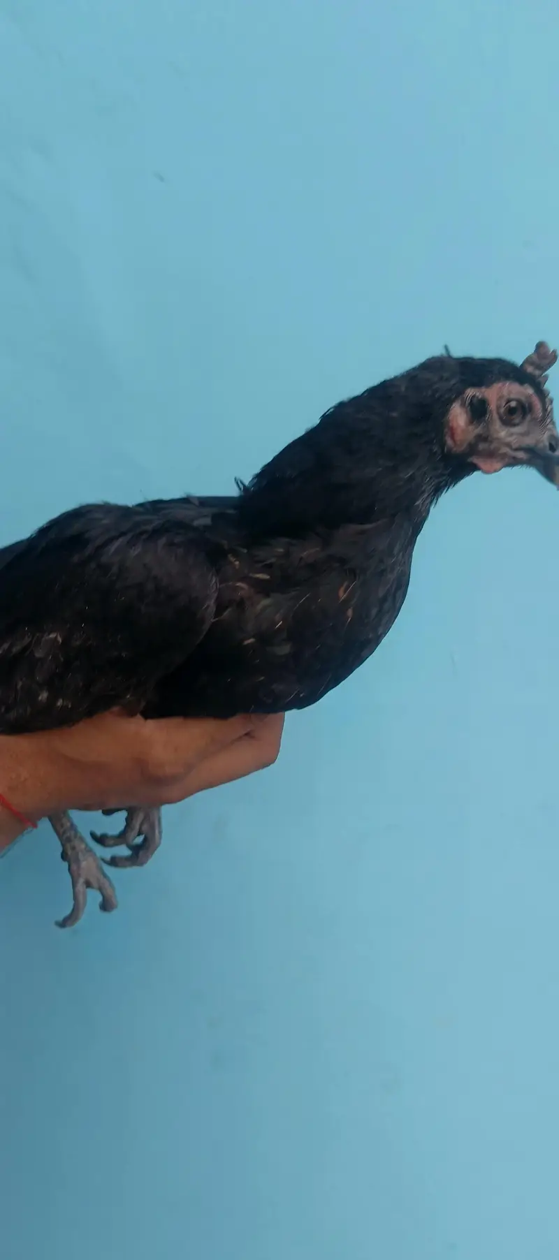 Two Egg Laying Hens . — photo 4