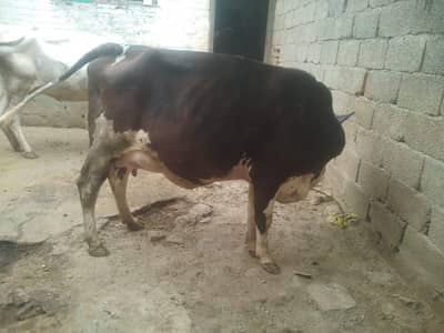 Fresion jersey cross