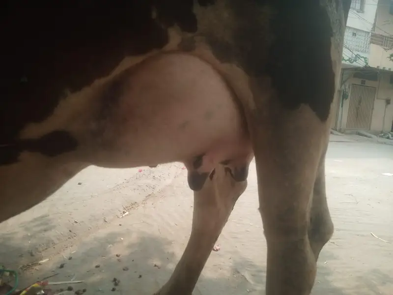 Fresion jersey cross — photo 3