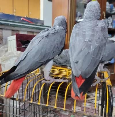 African gray parrot cheeks for 0370/7908/904