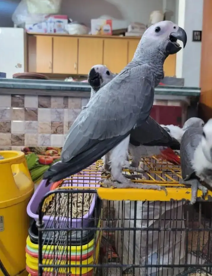 African gray parrot cheeks for 0370/7908/904 — photo 3