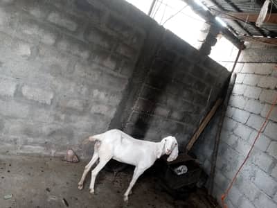 bakri white