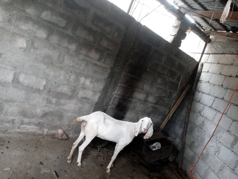 bakri white 0