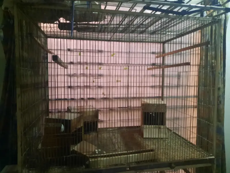Hens and Parrots cages for sale. — photo 3