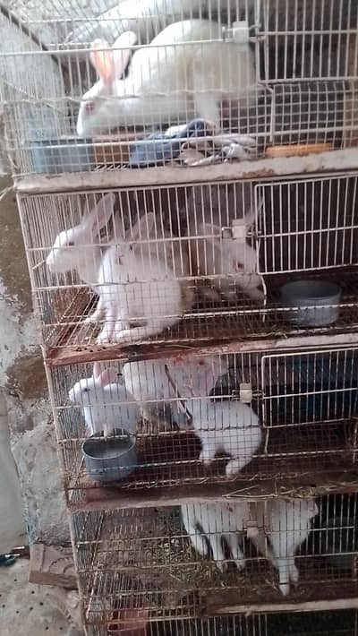 rabbit breeding setup for sell bredding cage and breeder pair and kids