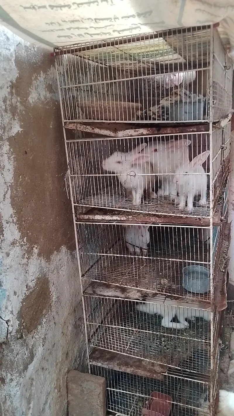 rabbit breeding setup for sell bredding cage and breeder pair and kids — photo 2