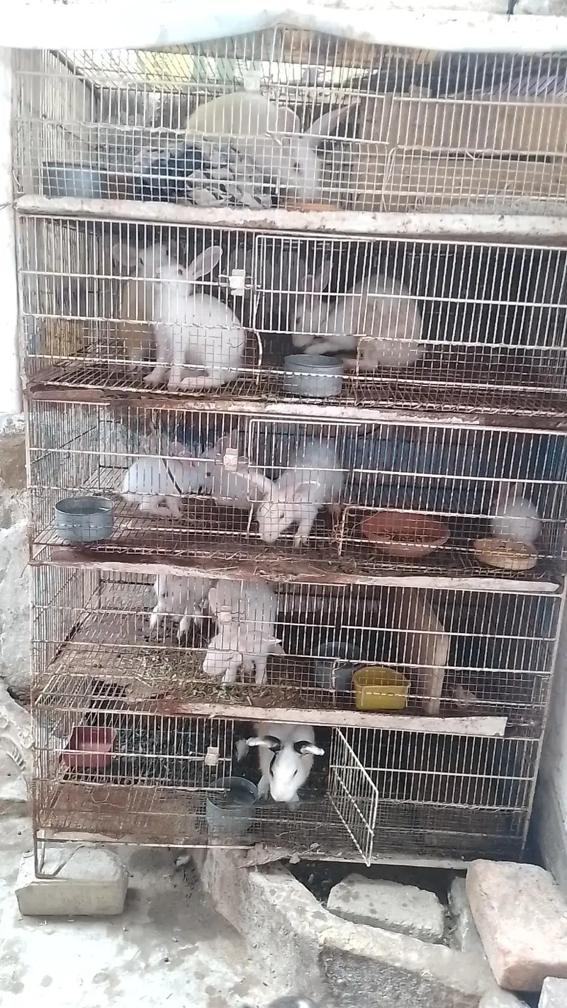 rabbit breeding setup for sell bredding cage and breeder pair and kids — photo 3
