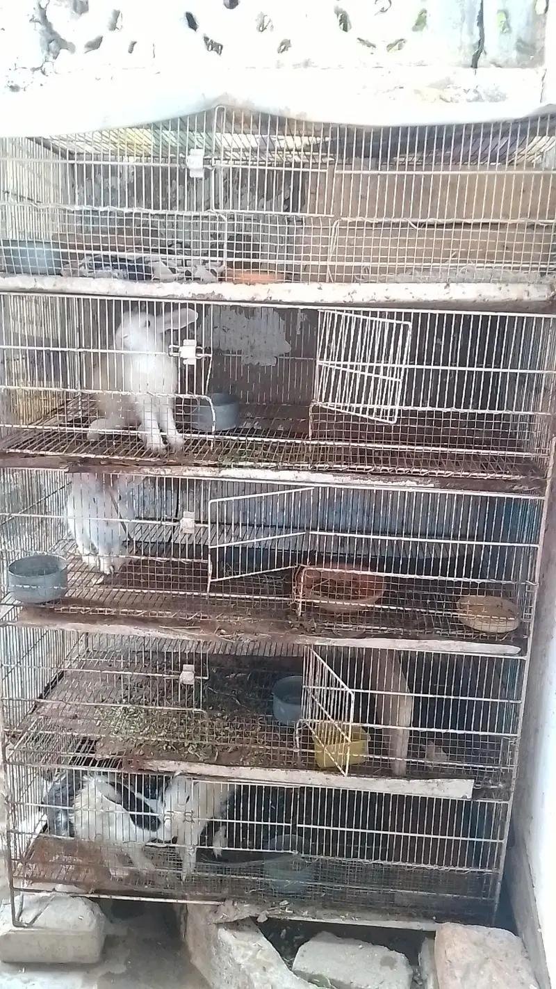 rabbit breeding setup for sell bredding cage and breeder pair and kids — photo 4