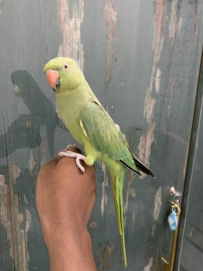 hand tame  talking green parrot