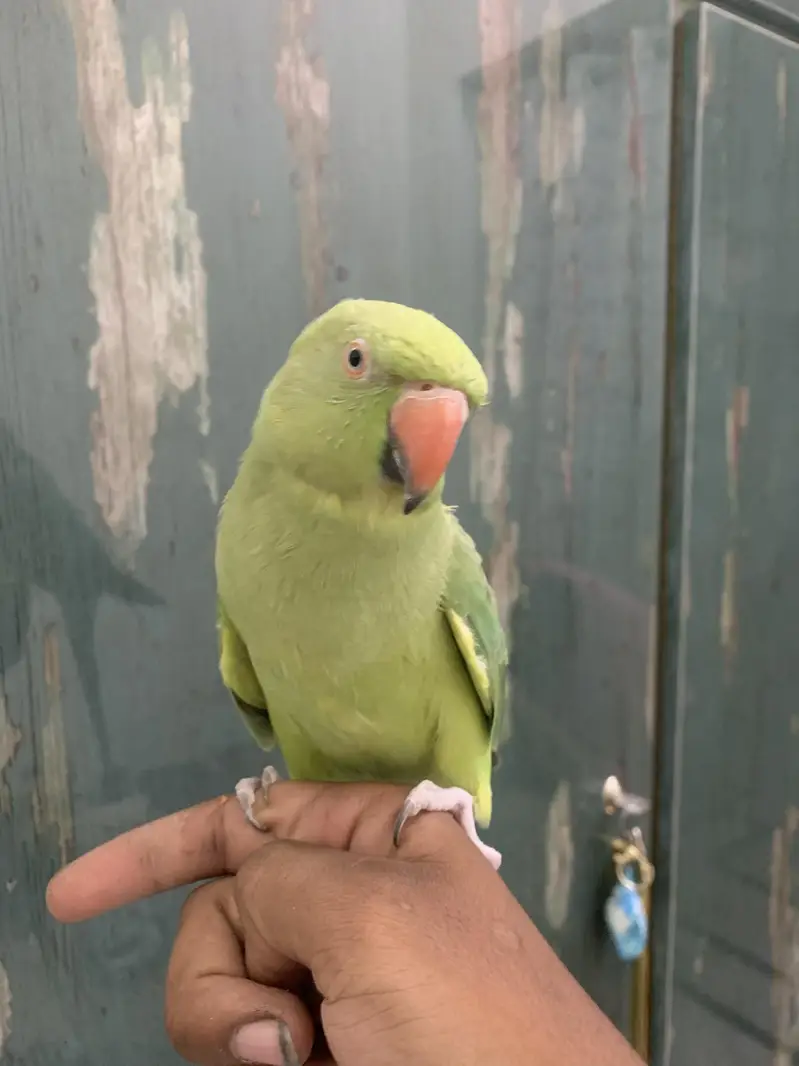 hand tame  talking green parrot — photo 2