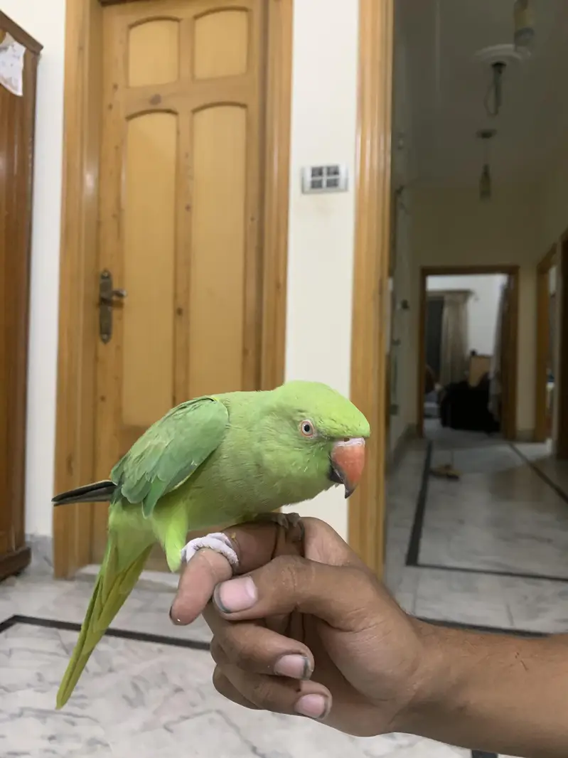 hand tame  talking green parrot — photo 3