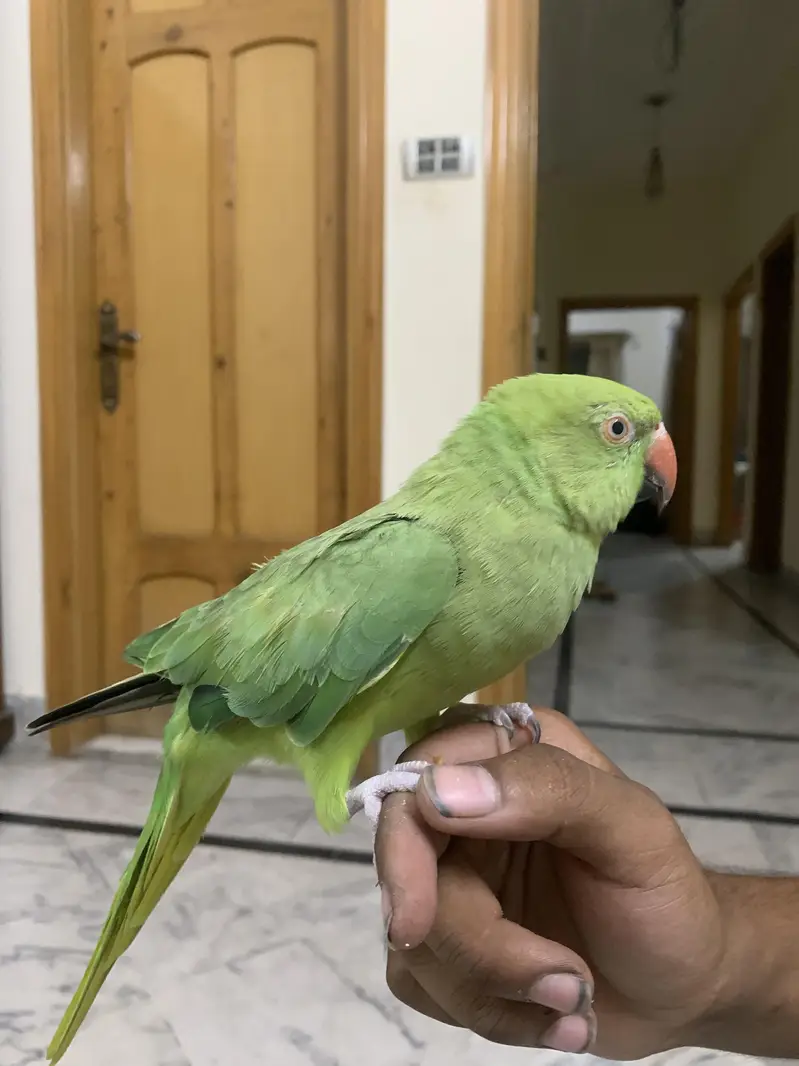 hand tame  talking green parrot — photo 4