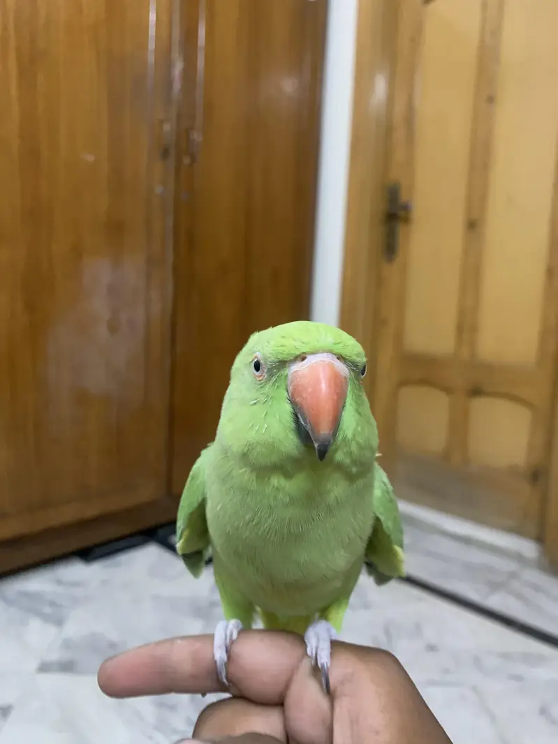hand tame  talking green parrot — photo 5