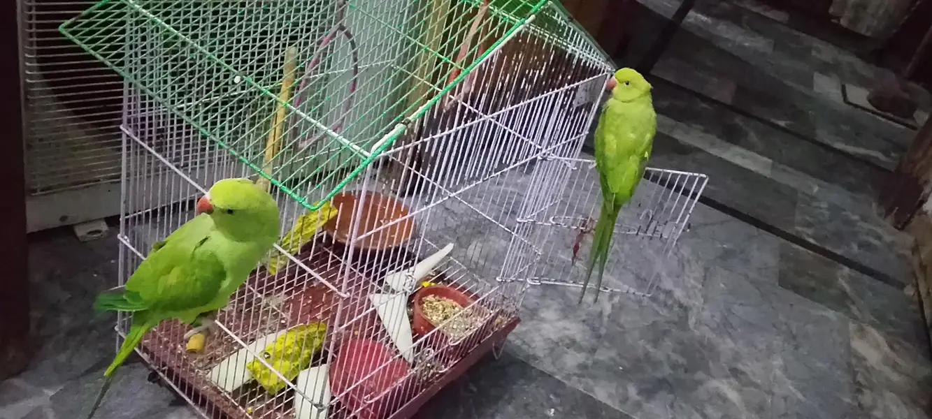 hand tame or actvi pair hai taking b karta hai — photo 4