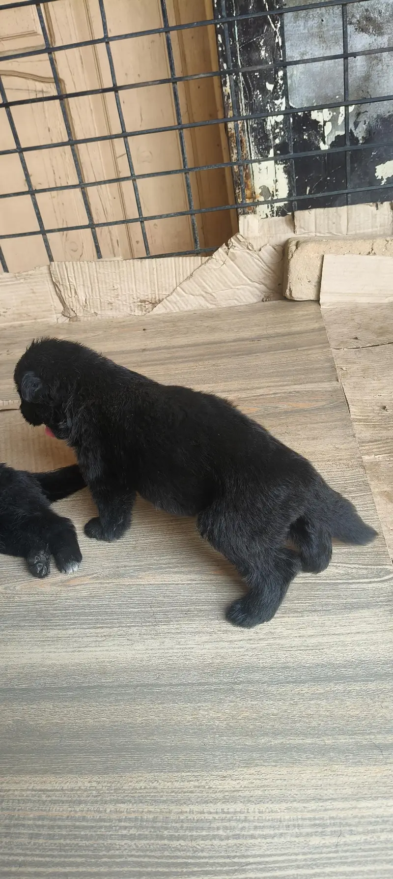 Garman Shepherd long coat black Shepherd  WhatsApp 03159263669 — photo 3