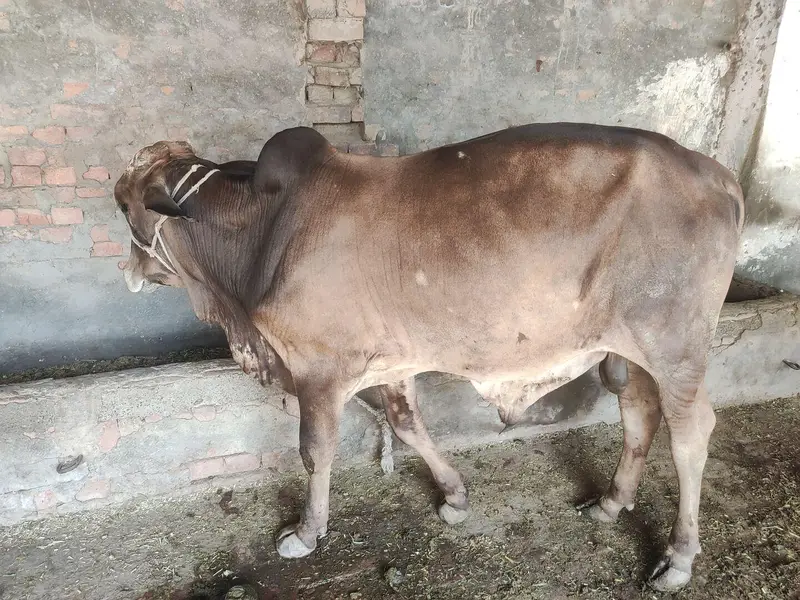 Qurbani ka behtreen janwar  Dasi + sahiwal breed — photo 2