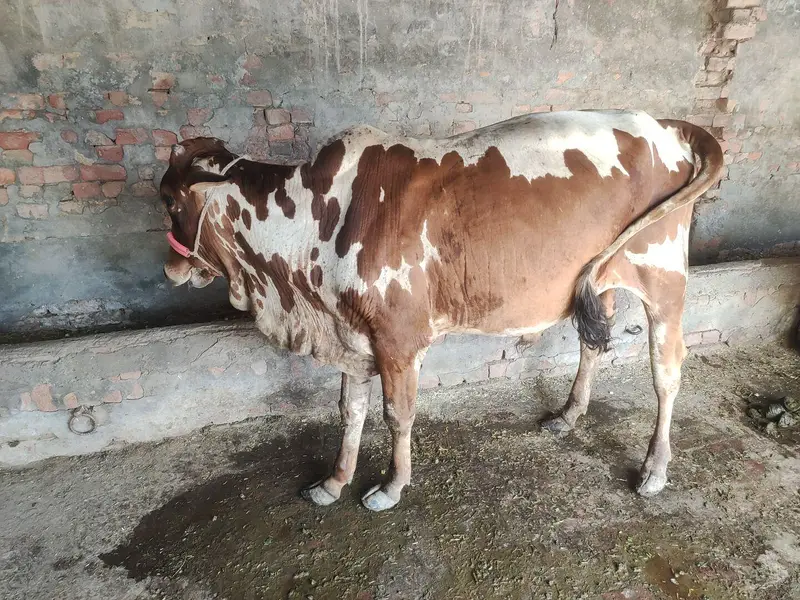 Qurbani ka behtreen janwar  Dasi + sahiwal breed — photo 3